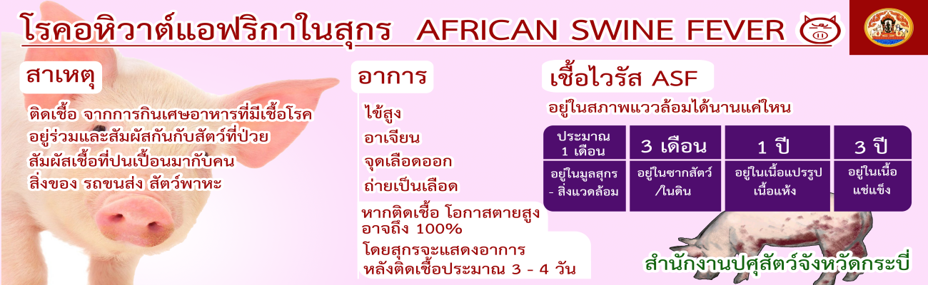 โรคอหิวาต์แอฟริกาในสุกร AFRICAN SWINE FEVER