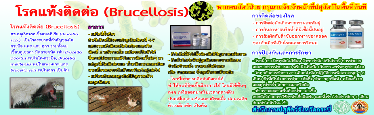 โรคแท้งติดต่อ Brucellosis