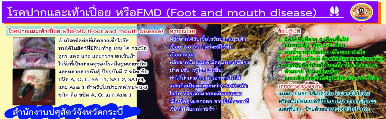 โรคปากและเท้าเปื่อย Foot and mouth disease