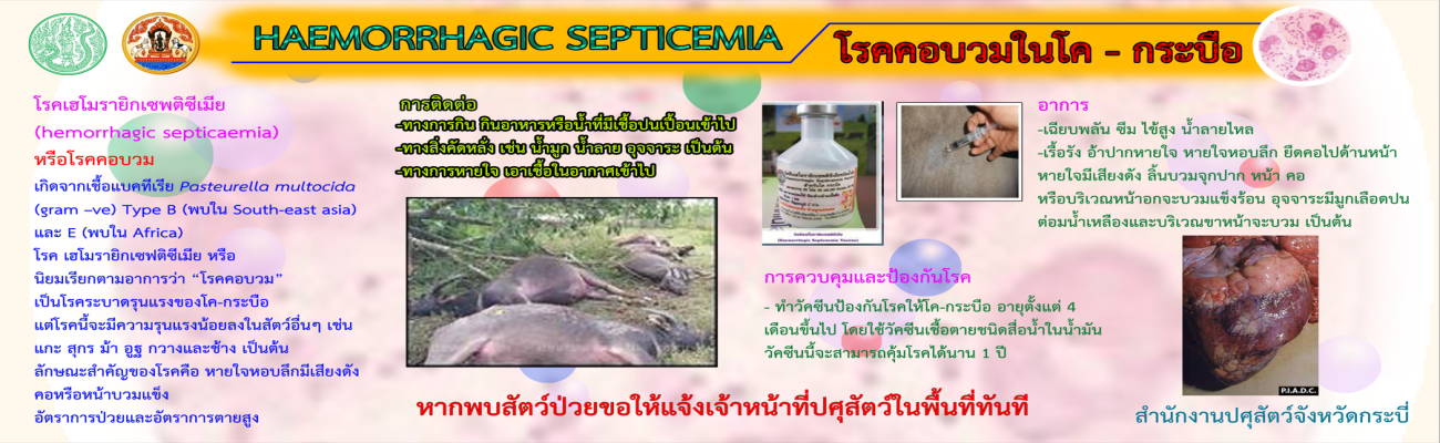 โรคคอบวมในโค - กระบือ Haemorrhagic septicemia