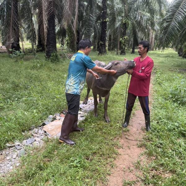 สำนักงานปศุสัตว์อำเภอสวี ดำเนินการติดตามตรวจเยี่ยมกระบือพระราชทานโครงการอนุรักษ์และพัฒนากระบือไทย