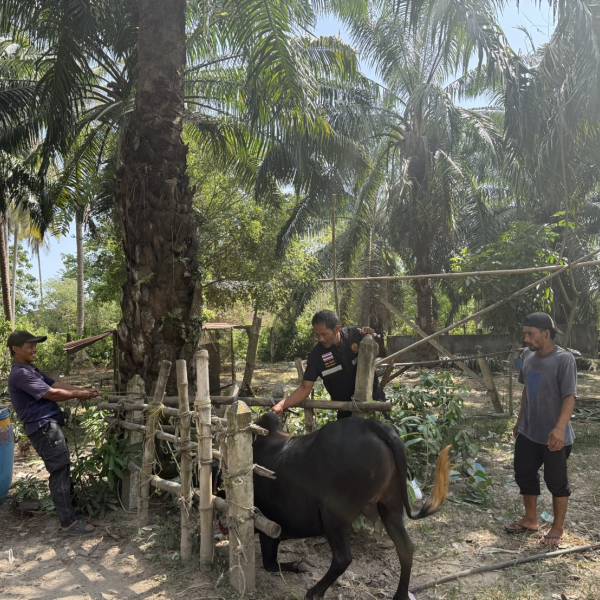 การฉีดวัคซีนป้องกันโรคปากและเท้าเปื่อย(FMD)และโรคลัมปี​ สกิน​ (Lumpy Skin Disease) รอบที่1/2569