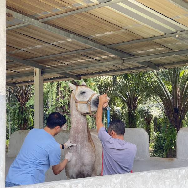 ปศุสัตว์กระบี่ ดำเนินโครงการเฝ้าระวังโรคทริพาโนโซมา (Trypanosoma evensi, Surra) ในม้า ปีงบประมาณ พ.ศ. ๒๕๖๙