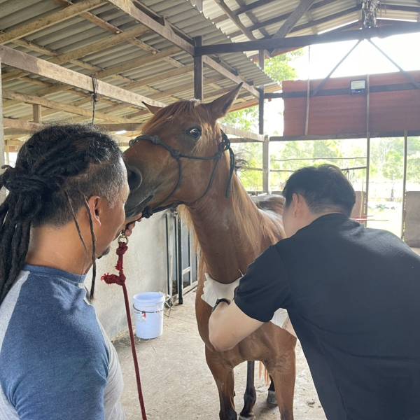 ปศุสัตว์กระบี่ ดำเนินโครงการสร้างสถานภาพปลอดโรคโลหิตจางติดเชื้อในม้า (Equine Infections Anemia,EIA) ปีงบประมาณ พ.ศ. ๒๕๖๙