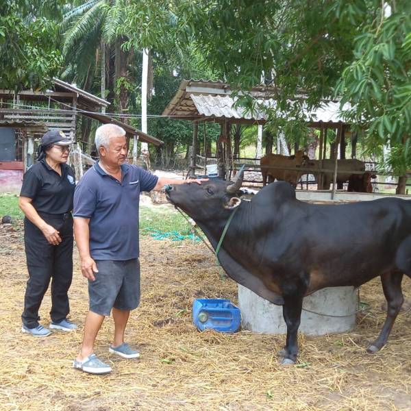 ปศุสัตว์จังหวัดกระบี่ ตรวจเยี่ย ศพก.เครือข่าย ด้านปศุสัตว์ 