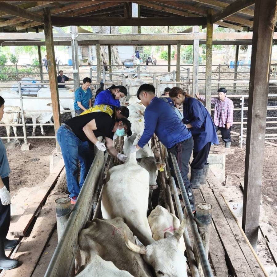 วันที่ 11 - 12 พฤษภาคม 2569 ส่วนสุขภาพสัตว์ ร่วมทดสอบโรควัณโรคประจำปีในฝูงโคเนื้อของศูนย์บำรุงพันธุ์สัตว์สุราษฎร์ธานี 