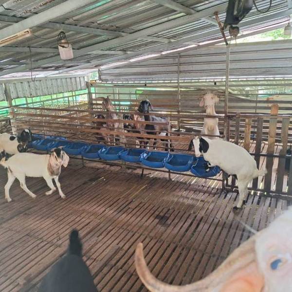 วันที่ 26 พฤษภาคม 2569 ตรวจเยี่ยมเกษตรกรผู้เลี้ยงแพะ อำเภอเมืองภูเก็ต 