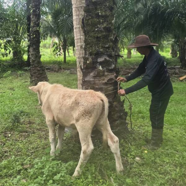 ดำเนินการฉีดวัคซีนป้องกันโรคปากและเท้าเปื่อย และลัมปี สกิน ให้แก่โคเนื้อในพื้นที่ตำบลดอนยาง อำเภอปะทิว จังหวัดชุมพร