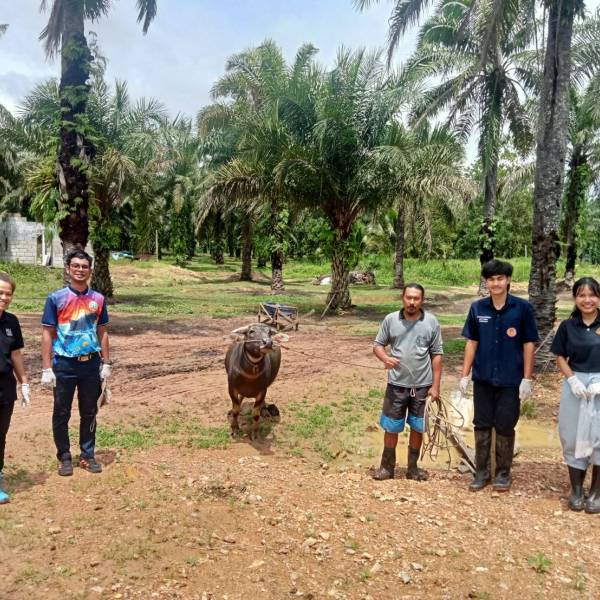 สำนักงานปศุสัตว์อำเภอท่าแซะ ดำเนินการติดตามตรวจเยี่ยมกระบือพระราชทาน ตามโครงการอนุรักษ์และพัฒนากระบือไทย