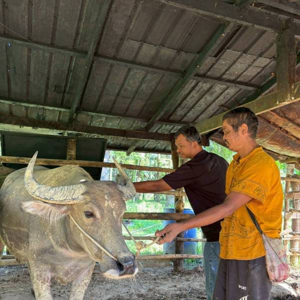 ติดตามตรวจเยี่ยมกระบือพระราชทาน โครงการอนุรักษ์และพัฒนากระบือไทย