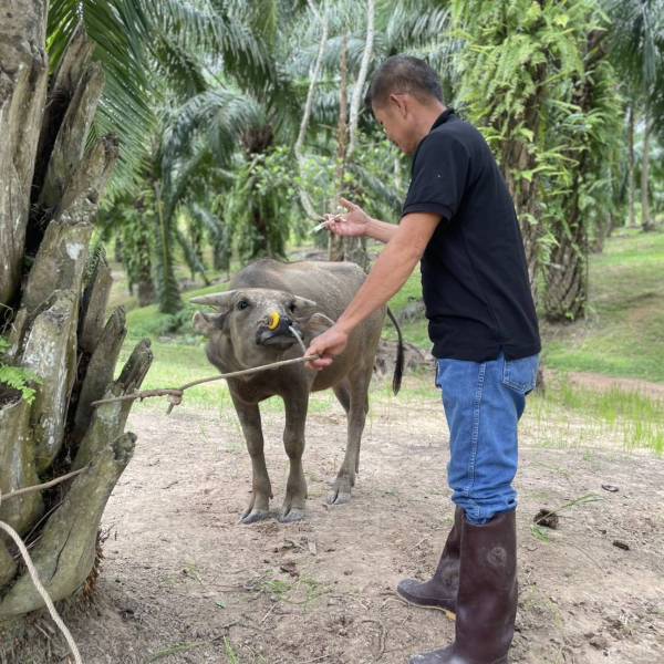 สำนักงานปศุสัตว์อำเภอเมืองชุมพรดำเนินการติดตามโคพระราชทาน และ กระบือพระราชทานโครงการอนุรักษ์เเละพัฒนากระบือ