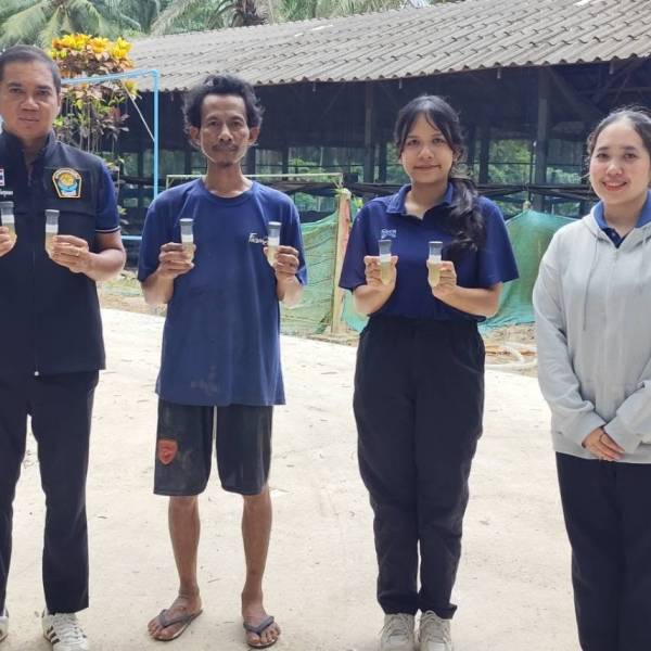 สำนักงานปศุสัตว์อำเภอท่าแซะ ดำเนินการเก็บตัวอย่างปัสสาวะสุกรเพื่อตรวจหาสารเร่งเนื้อแดง ในพื้นที่อำเภอท่าแซะ จังหวัดชุมพร