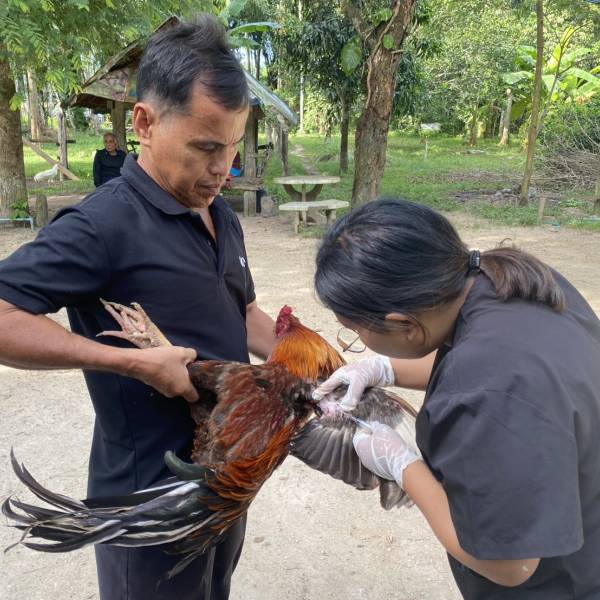 สำนักงานปศุสัตว์อำเภอเหนือคลอง ดำเนินการโครงการเฝ้าระวังโรคไข้หวัดนกเชิงรุกแบบบูรณาการของประเทศไทย (ซีรั่มวิทยา) ประจำปีงบประมาณ 2569