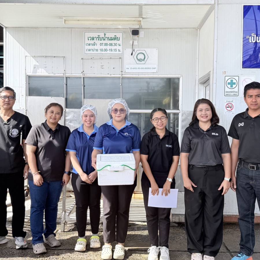 วันที่ 10 - 11 สิงหาคม 2569 ส่วนส่งเสริมและพัฒนาการปศุสัตว์ ตรวจเยี่ยมให้คำแนะนำการจัดการฟาร์มโคนมแก่เกษตรกรผู้เลี้ยงโคนมรายใหม่ และ ร่วมกิจกรรมตรวจสอบคุณภาพน้ำนมดิบ ณ ศูนย์รวบรวมน้ำนมดิบ และ โรงงานแปรรูปน้ำนมดิบ ที่เข้าร่วมโครงการอาหารเสริม(นม)โรงเรียน ณ