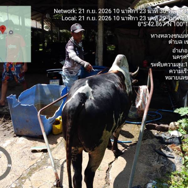 โครงการรณรงค์ป้องกันโรคปากและเท้าเปื่อย (FMD) รอบที่ 2/2569