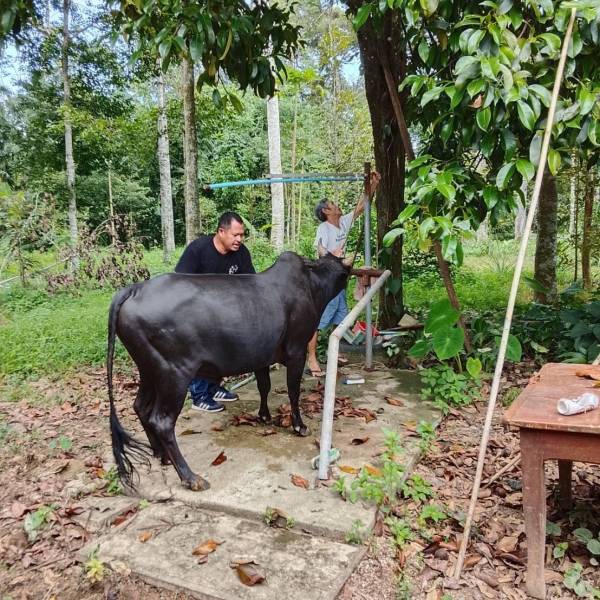 ดำเนินการฉีดวัคซีนป้องกันโรคปากและเท้าเปื่อย (FMD) รอบที่ 2/2569