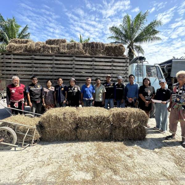 มอบหญ้าอาหารสัตว์ช่วยเหลือเกษตรกรผู้เลี้ยงสัตว์ที่ประสบอุทกภัย อำเภอปากพนัง