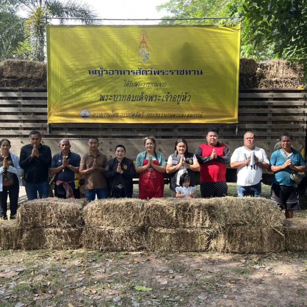 ปศุสัตว์จังหวัดสุราษฎร์ธานีมอบหญ้าอาหารสัตว์พระราชทาน ให้แก่เกษตรกรผู้ประสบอุทกภัย
