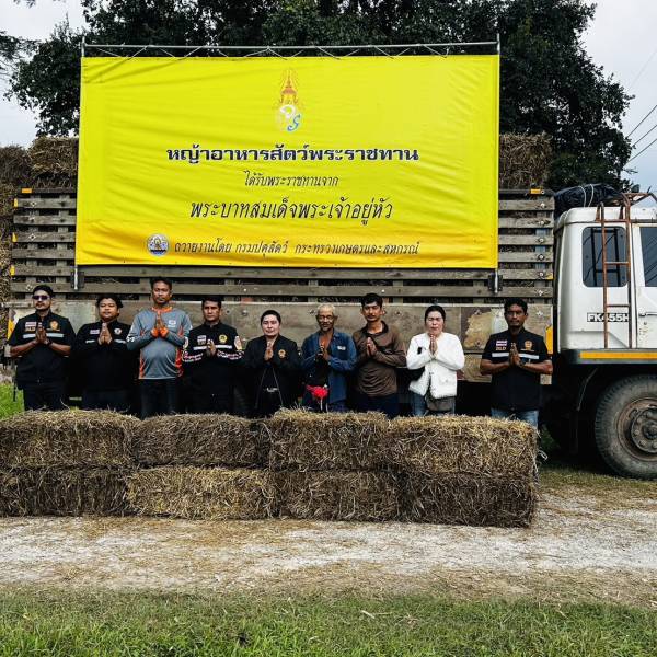 ปศุสัตว์จังหวัดสุราษฎร์ธานีมอบหญ้าอาหารสัตว์พระราชทาน ให้แก่เกษตรกรผู้ประสบอุทกภัย