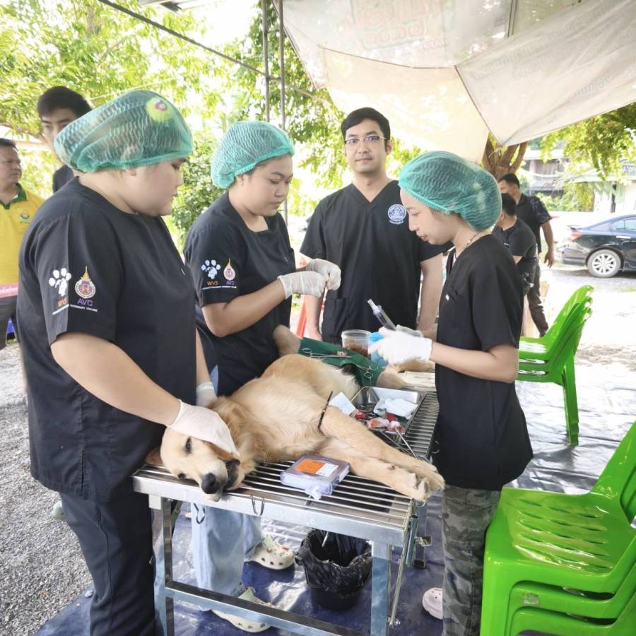 ร่วมโครงการผ่าตัดทำหมันสุนัขและแมว จังหวัดพัทลุง