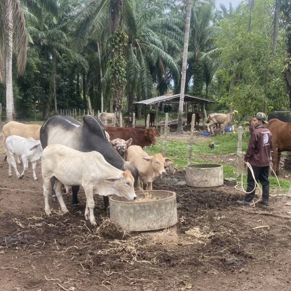 ดำเนินการฉีดวัคซีนป้องกันโรคปากและเท้าเปื่อย ให้แก่โคเนื้อในพื้นที่ตำบลสะพลี