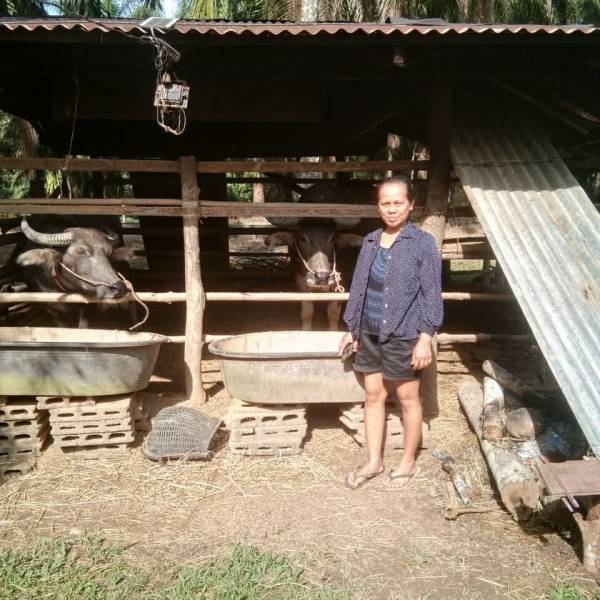 สำนักงานปศุสัตว์อำเภอท่าแซะ ดำเนินการติดตามตรวจเยี่ยมกระบือพระราชทาน โครงการอนุรักษ์และพัฒนากระบือไทย