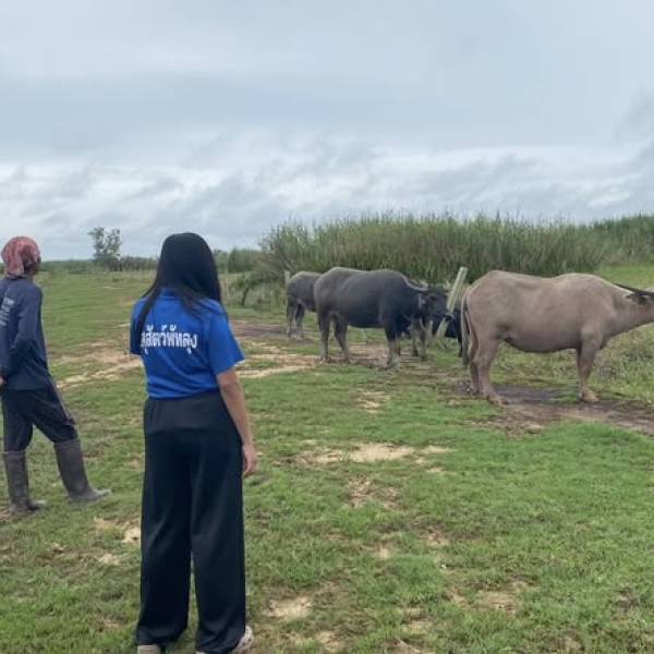 ตรวจติดตามเยี่ยมดูแลสุขภาพกระบือพระราชทาน