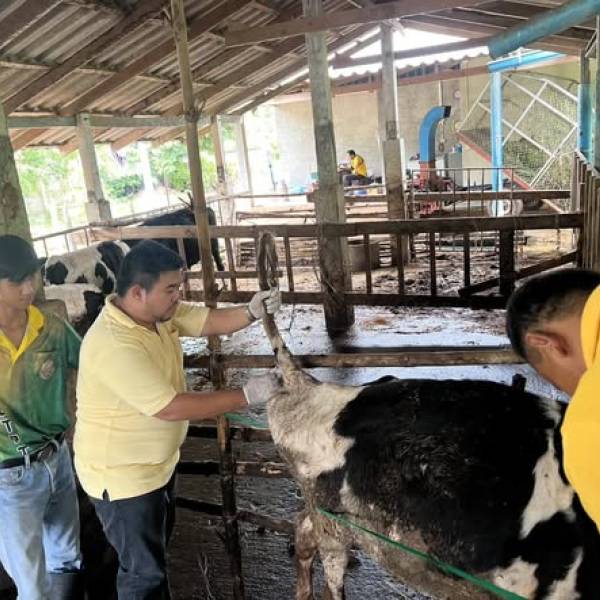 ดูแลติดตามอาการสัตว์ป่วยในฟาร์มโคนมและเจาะเลือดเพื่อเก็บตัวอย่าง