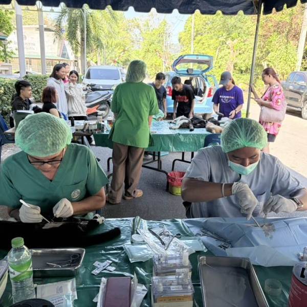 วันที่ 27 มกราคม 2569 โครงการควบคุมประชากรสัตว์ (ผ่าตัดทำหมันสุนัขและแมว) ภายใต้โครงการสัตว์ปลอดโรค คนปลอดภัย จากโรคพิษสุนัขบ้า