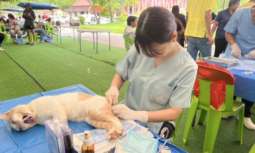 วันที่ 11-12 มิถุนายน 2568 ส่วนสุขภาพสัตว์ ร่วมกิจกรรมรณรวค์ผ่าตัดทำหมัน